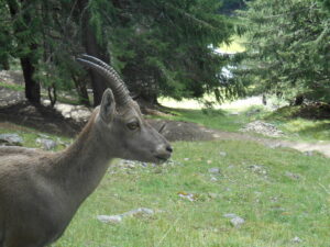 camps enfants montagne alpes