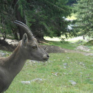 camps enfants montagne alpes